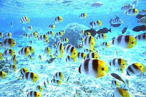 Tropical Fishes. Bora Bora