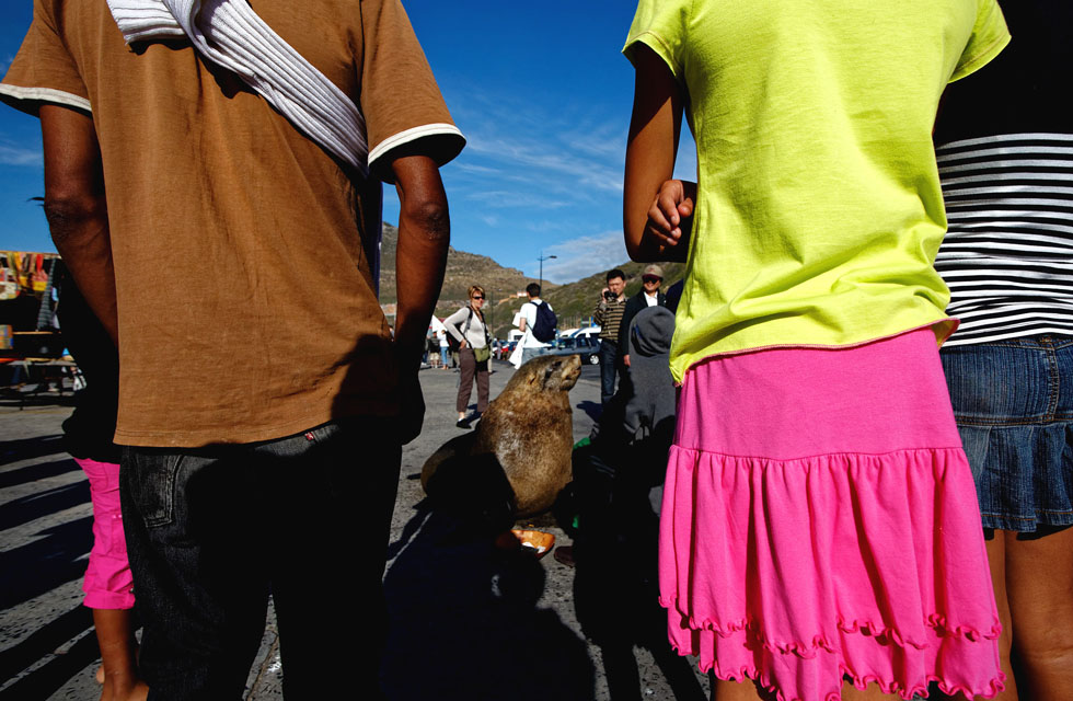 Cape fur seal, Hout Bay