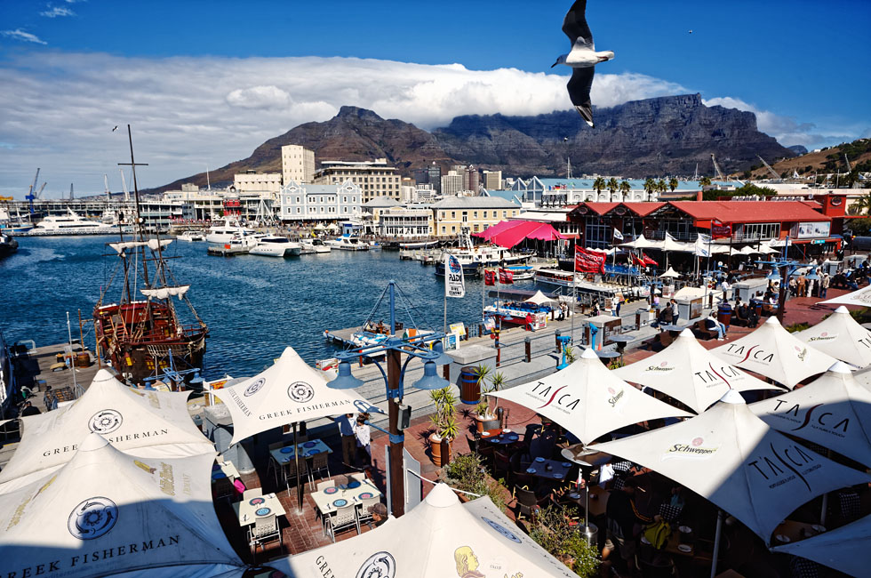 Seagull in Cape Town