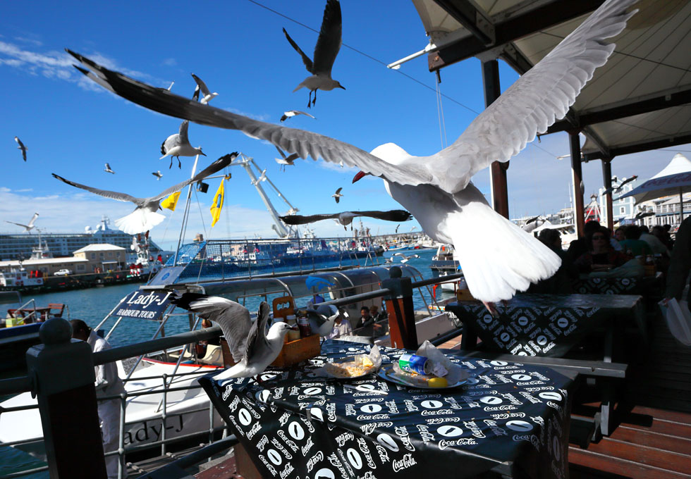 Seagull in Cape Town